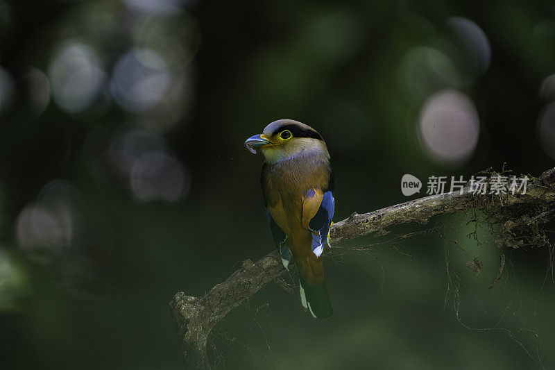 Silver-breasted Broadbill